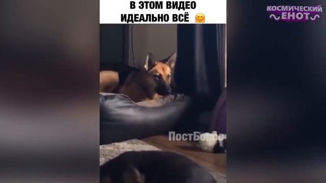 20 МИНУТ ОТБОРНЫХ ПРИКОЛОВ ЛУЧШИЕ ПРИКОЛЫ АПРЕЛЬ 2020 ржака до слез угар прико смотреть онлайн