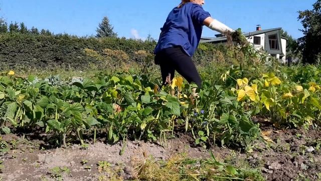 🏡Жизнь в деревне! ВСЁ ХВАТИТ🤯, больше ничего сажать ? смотреть онлайн