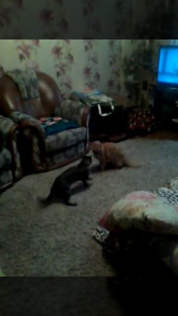 Дарка катков в зале кирила