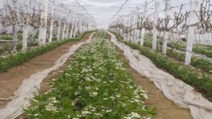 Вьющаяся клубника — уход и выращивание