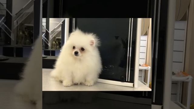 Шпиц Юны. Мишель смотреть онлайн