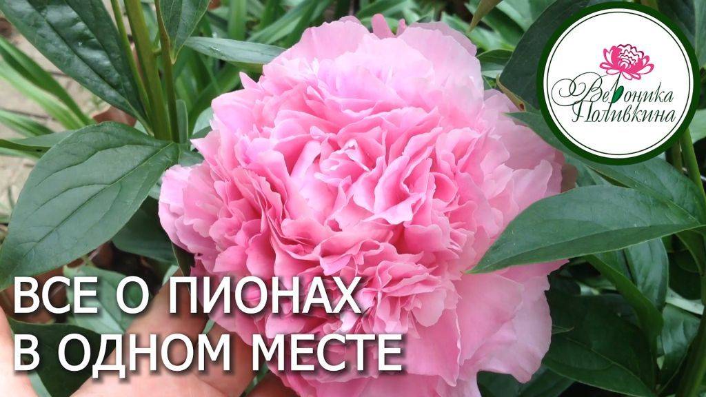 ВСЕ О ПИОНАХ В ОДНОМ МЕСТЕ смотреть онлайн