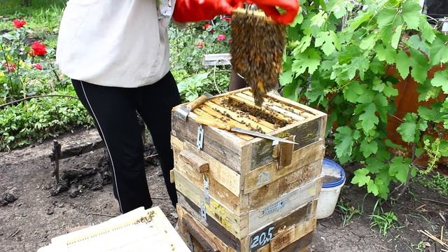 Нуклеус. Формирую нуклеус из планки с маточниками из отводка.