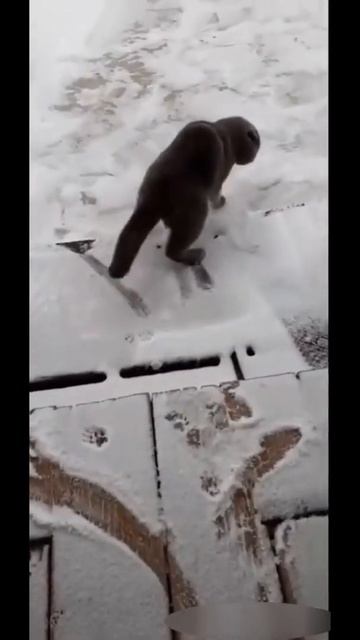Гололёд для кота Смешные коты #shorts смотреть онлайн