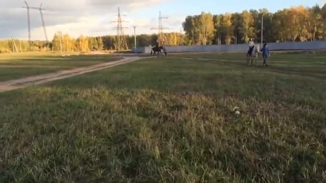 Занимаемся...учимся ездить строевой рысью 🐎