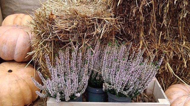 Осень # 3 на ВДНХ. смотреть онлайн