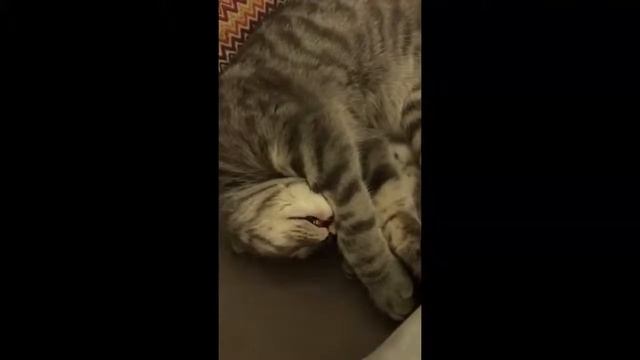 Когда снится вкусная мороженка  720 X 1280