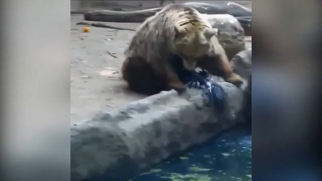 Подборка видео приколов выпуск 11.МЕДВЕДИ . Compilation funny videos with BEAR №11. смотреть онлайн