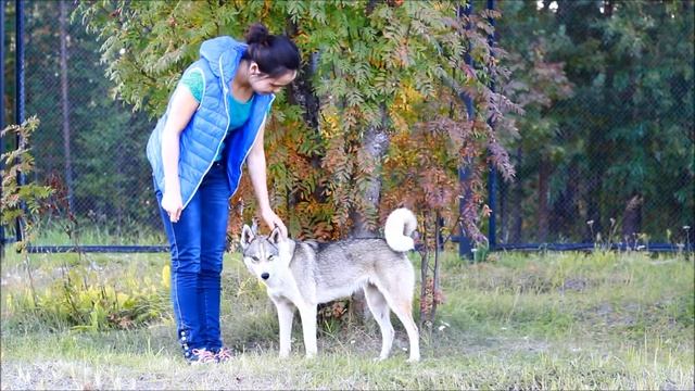 Хорошая и плохая собака смотреть онлайн