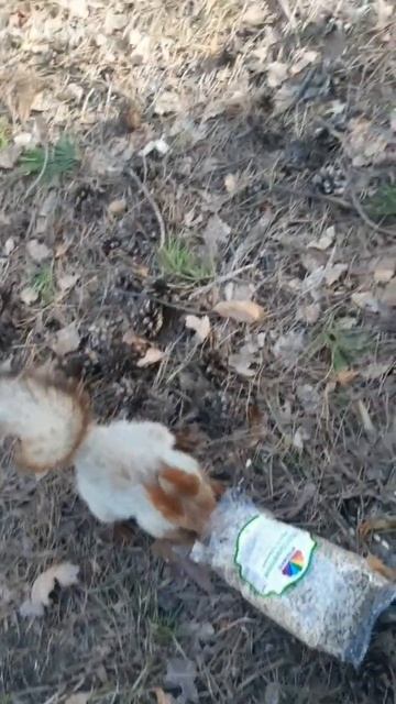 Встреча в лесу #вера #природа #молитва смотреть онлайн