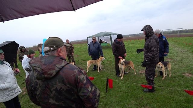 РГ Побудка (Стрелка) (3 года 1 месяц) ВПКОС 7132/24. Уренская межрайонная выставка охотничьих собак