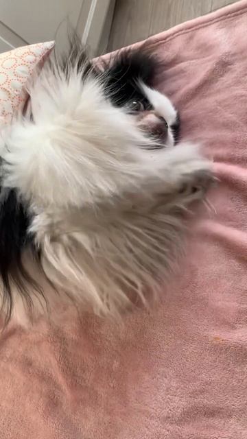 ХОЧУ ЛАЙК 👍❤️❤️❤️ #япошка #японскийхин #pets смотреть онлайн