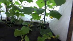 Как уберечь огурцы от холода, если они уже высажены в грунт?