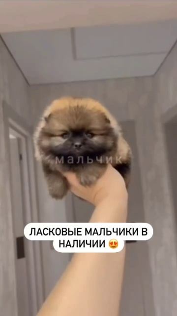 Короче, вот такие мальчики у нас есть 😄🔝Успейте забрать к себе домой ласкового шпица 👍🏼 смотреть онлайн