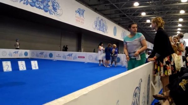 26.06.2016, MOSCOW, NATIONAL SPECIAL DOG SHOWS, CHINESE CRESTED DOG