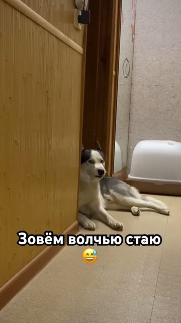 Есть тут волки?🐺 #husky #хаски #dog смотреть онлайн
