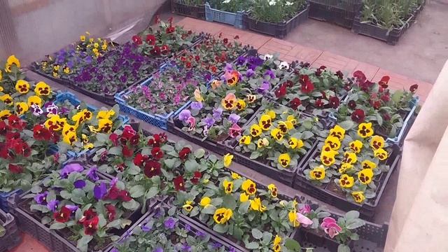 Май! Экскурсия в питомник цветов! Люська шалунья! смотреть онлайн