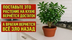 Поставьте это растение на кухне: вернётся достаток, врагам вернётся всё зло обратно. Ритуалы приметы