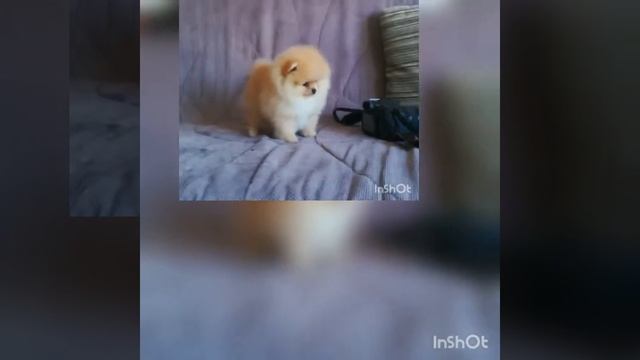 Мальчик шпиц продажа +79040954313 смотреть онлайн