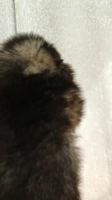 Девочка.д.р.05.05.23 продажа. смотреть онлайн