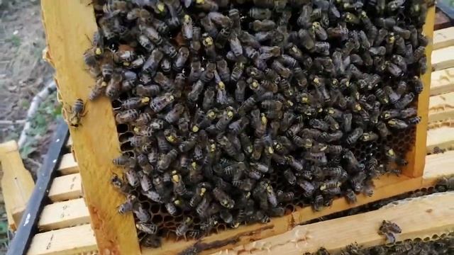 С чего пыльцу несут? смотреть онлайн