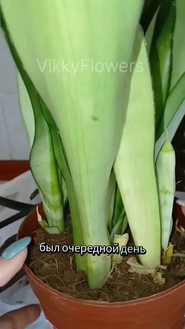 У меня Флорафилия. А у Вас? #комнатныерастения #растени смотреть онлайн