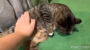 Смешной момент из а-ну-ка-давай-ка #анукадавайка #котики