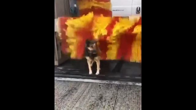 Прикольные собаки. Попоробуй не засмеяться смотреть онлайн