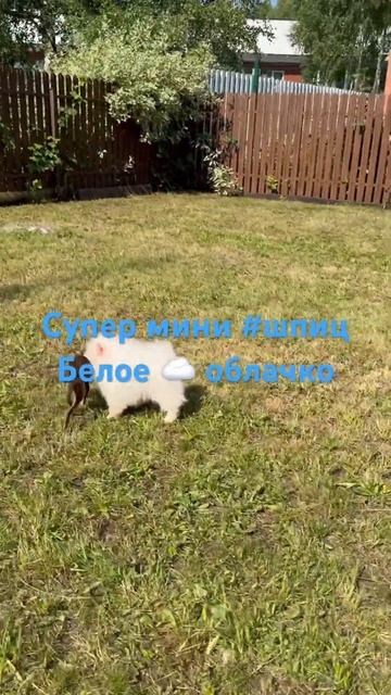 Супер мини шпиц - белое облачко в продаже! #Шпиц #СуперМиниШпиц #БелыйШпиц #ШпицБелый ￼