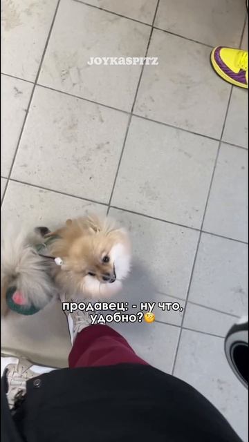 Может ли быть что-то лучше, чем африканец на озоне, который пришел мерить своему шпицу ботиночки?😂