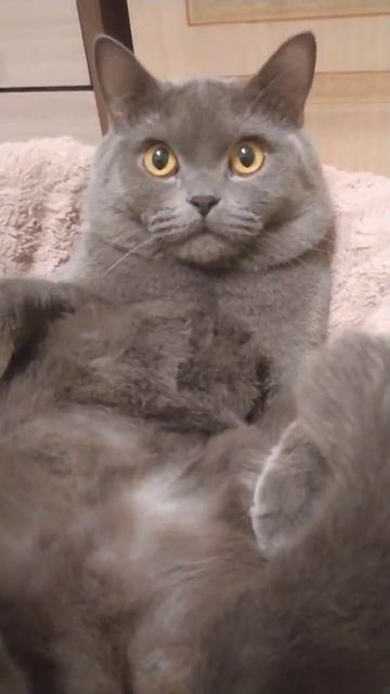 как стать котиком? видео уже на канале! Https://youtube.com/shorts/1PsrnnVdzFE?feature=share