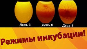 Самая точная таблица вывода гусиных яиц в инкубаторе