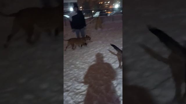 Гуляем с Бертой в вольере