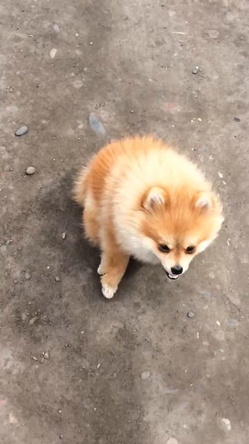 Прикол, угар, фишка, шпиц, смеётся, обосрался, шашлык, собака, коментарий, смех