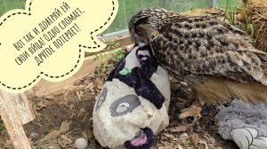 Сова Ёль решает задачу с переменными: ямка, яйцо и подушка. Как сове найти яйцо?