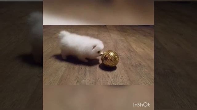 шпиц померанский мальчик смотреть онлайн