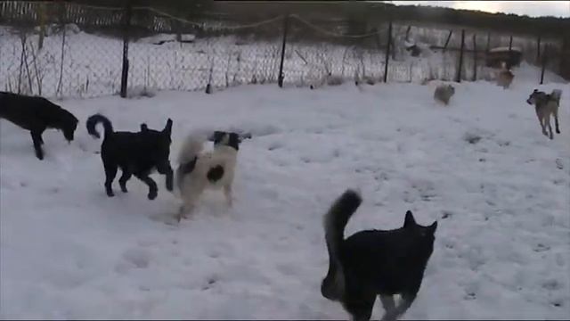 Мармазетка, Симба, Гуня писает, Чегевара, Чуча смотреть онлайн