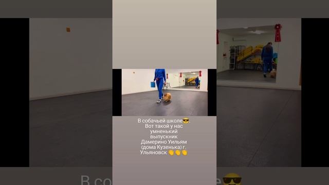 померанский шпиц 📞 +79874100700