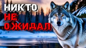 Спасенный волк отплатил невероятным способом — реальная история из тайги!