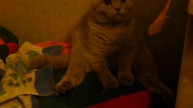 кошка Соня прикол смотреть онлайн