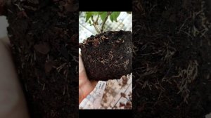 Полив гортензии в горшках. Как не загубить свои растен