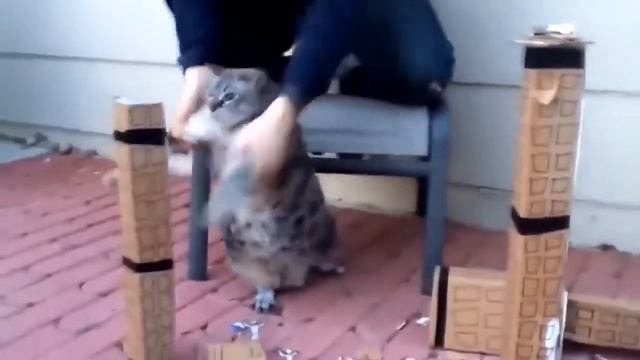 Кот Годзилла смотреть онлайн