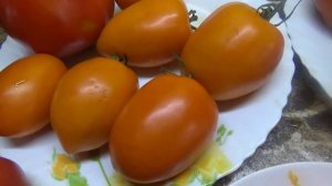 Томат Хурма старинная - моя новинка 2024 года. Дегустация сорта и обзор в теплице.