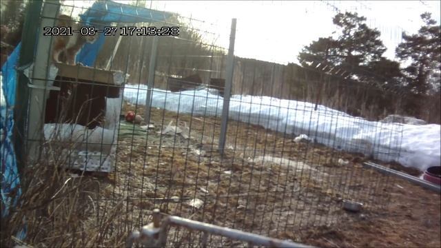 Рысь охотится на сороку. смотреть онлайн