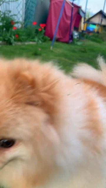 Андрюша и покупки #шпиц #funny #врек #dog #cat #врекомендации #дружба #кот #собака #мейнкуны смотреть онлайн