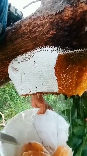 The Most Delicious Honey 🤤😋 #shorts #food мед дикая