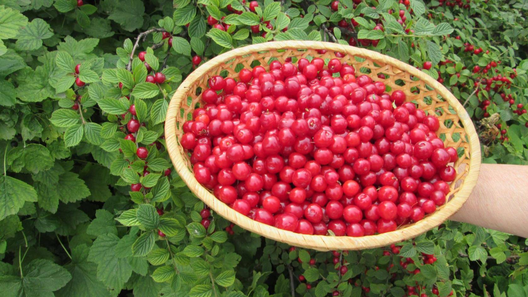 Вишневый компот с черникой готовлю только так смотреть онлайн