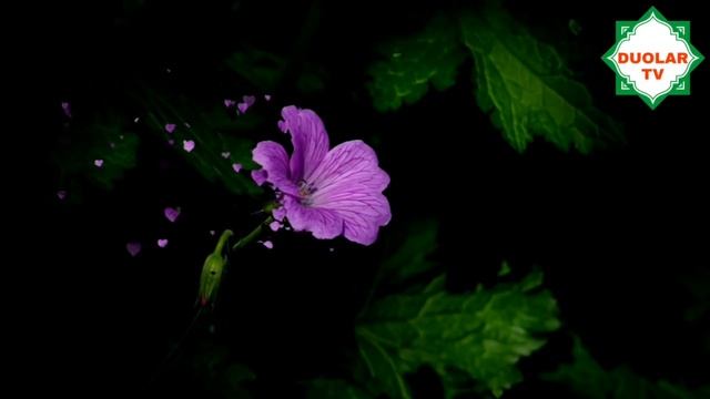 ШУ ИСТИҒФОРНИ АЙТИБ ХАММА СОРАГАН НАРСАМГА ЭРИШДИМ смотреть онлайн