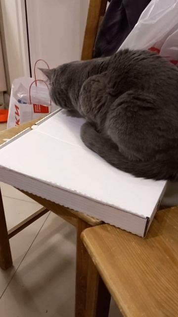 Кот Василий и пицца пеперони😻 смотреть онлайн