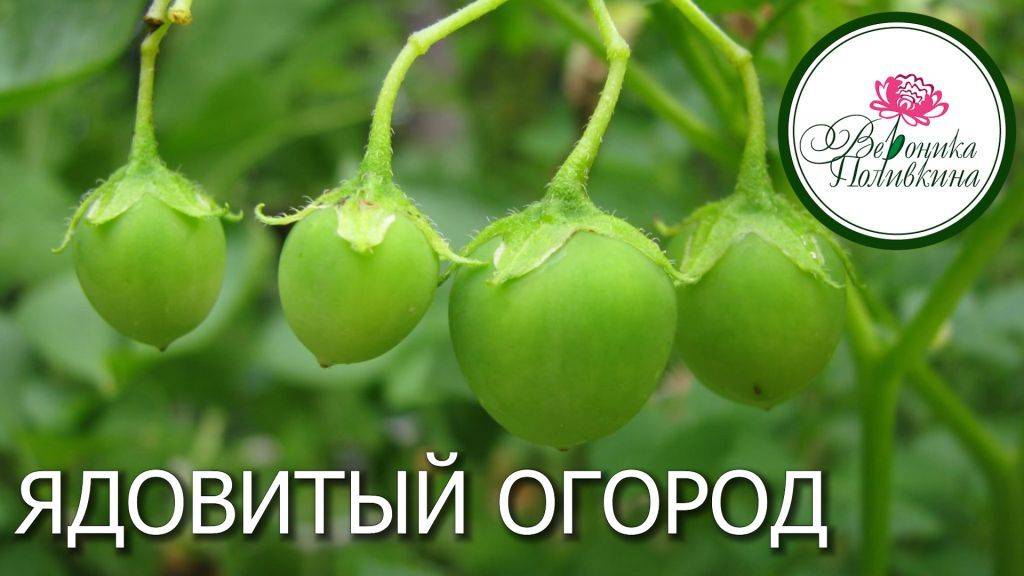 ЯДОВИТЫЙ ОГОРОД смотреть онлайн